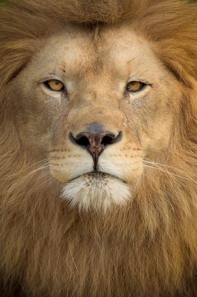 vertical-shot-magnificent-lion_181624-6114.jpg