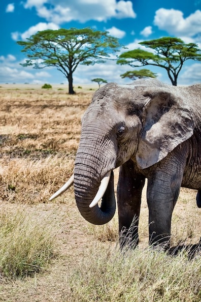 vertical-closeup-shot-cute-elephant-walking-dry-grass-wilderness_181624-19060.jpg