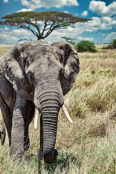 vertical-closeup-shot-cute-elephant-walking-dry-grass-wilderness_181624-32860.jpg