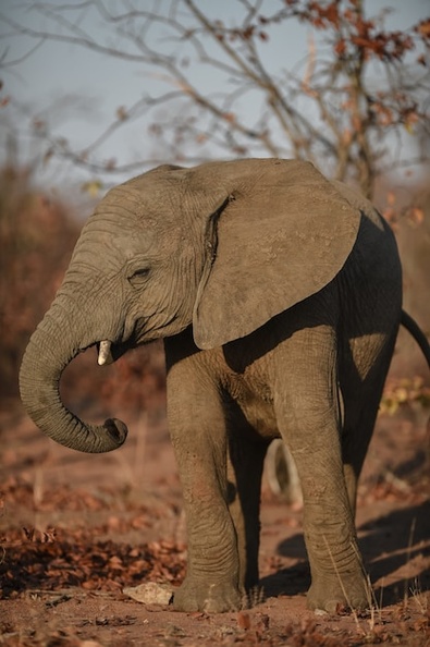 vertical-shot-african-elephant_181624-12946.jpg