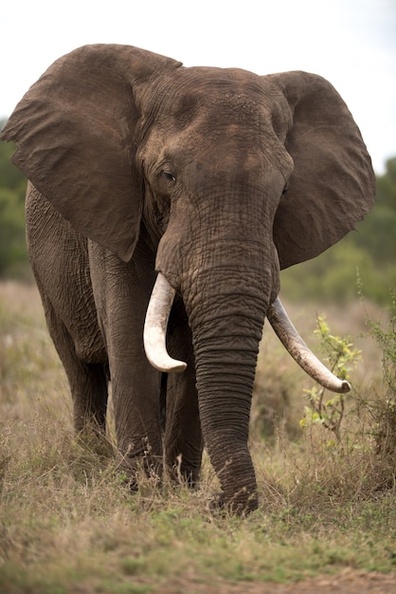 vertical-shot-african-elephant-with-blurred-background_181624-13493.jpg