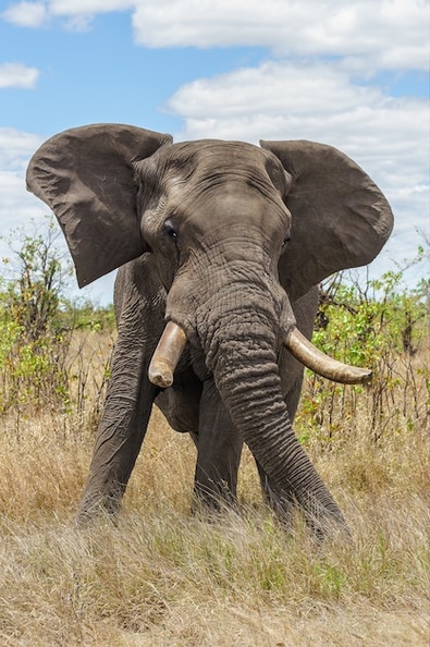 vertical-shot-elephant-standing-grassy-field_181624-21853.jpg