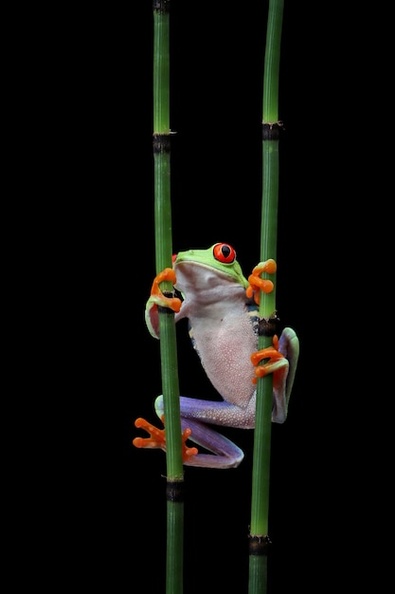 redeyed-tree-frog-climbing-branch_488145-1773.jpg