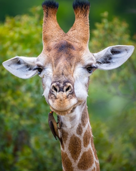 vertical-selective-focus-shot-giraffe-with-trees-background_181624-47495.jpg