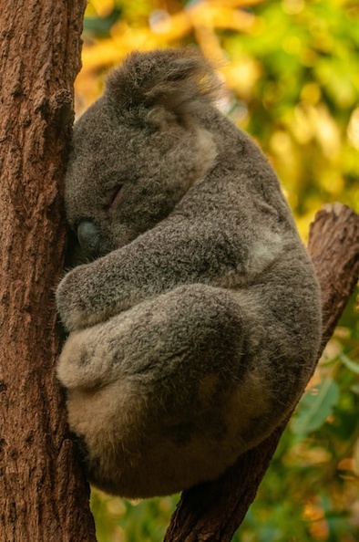 vertical-shot-cute-koala-sleeping-tree-with-blurred-background_181624-9543.jpg