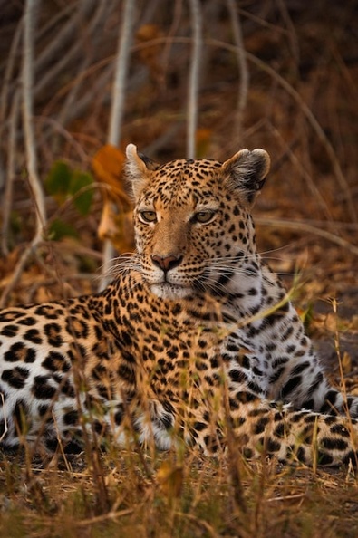 vertical-shot-leopard-its-habitat-safari-okavanga-delta-botswana_181624-56588.jpg