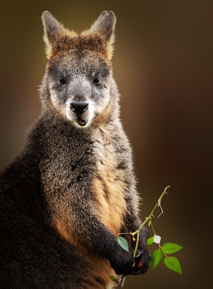 vertical-shot-wallaby-eating-while-holding-tree-branch_181624-15437.jpg