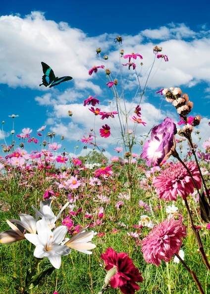 spring-scene-with-flowers-butterfly_23-2150169990.jpg