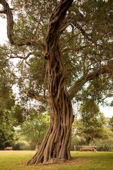 old-tree-sydney-botanical-garden-sunlight-during-daytime_181624-11943.jpg