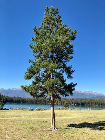 single-fir-tree-near-lake-with-trees-high-rocky-mountains_181624-8372.jpg