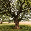 صورة شجرة