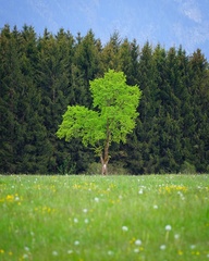 صورة شجرة