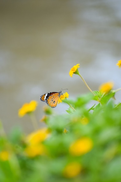 macro-shot-monarch-butterfly-yellow-flower-garden_181624-50618.jpg