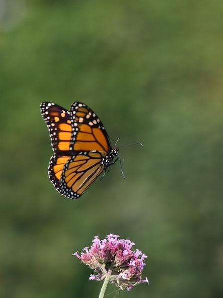 selective-focus-shot-speckled-wood-butterfly-little-flower_181624-42789.jpg
