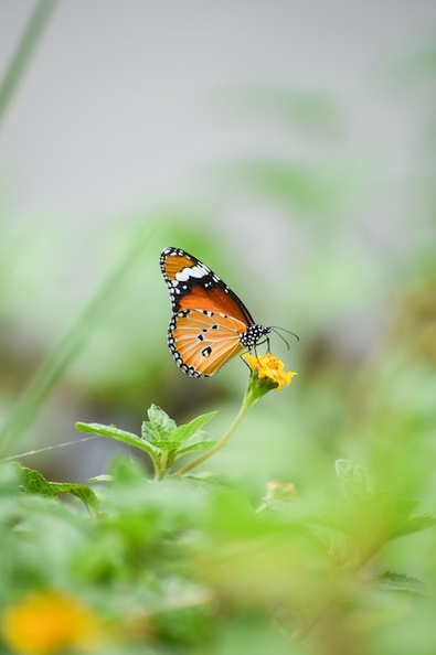 shallow-focus-shot-orange-butterfly-yellow-flower_181624-40605.jpg