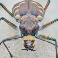 صورة حشرة