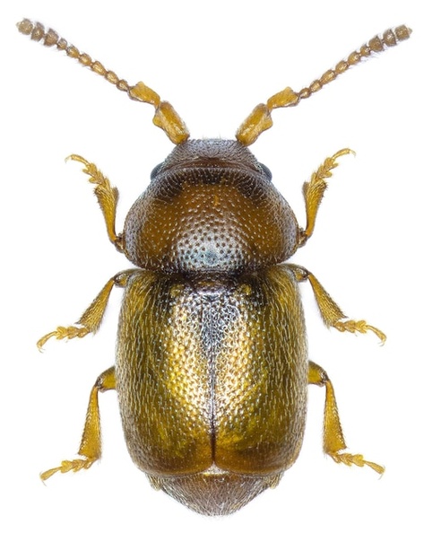 kateretes-pedicularius-beetle-specimen_181624-59693.jpg
