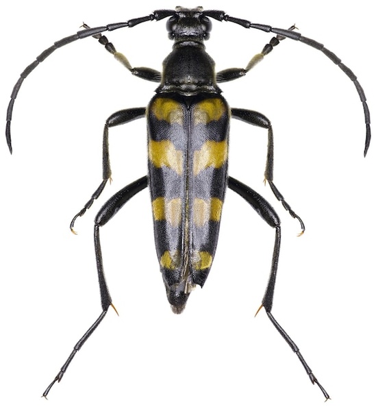 leptura-quadrifasciata-longhorn-beetle-specimen_181624-59350.jpg
