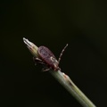 صورة حشرة