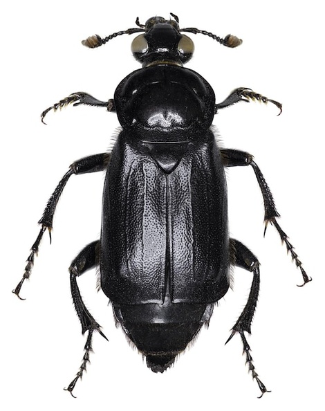 nicrophorus-humator-beetle-specimen_181624-61045.jpg