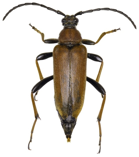 stictoleptura-rubra-beetle-specimen_181624-59822.jpg
