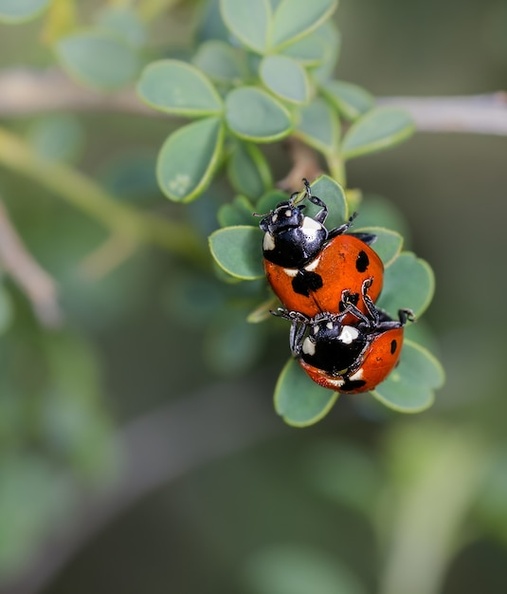 vertical-selective-focus-closeup-mating-ladybugs-plant-stem_181624-39121.jpg
