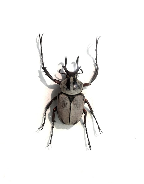 white-beetle_1312-10.jpg