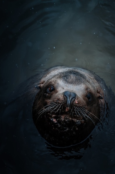 overhead-shot-cute-sea-lion-water-looking-up-camera_181624-3550.jpg