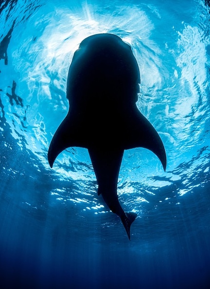 vertical-shot-whale-enjoying-bright-sun-rays-sliding-underwater_181624-44928.jpg