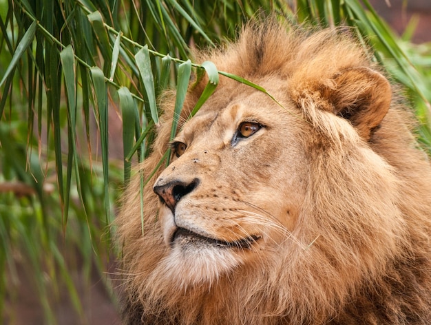 closeup-shot-proud-lion-with-its-head-leaves-willow-tree_181624-43517.jpg