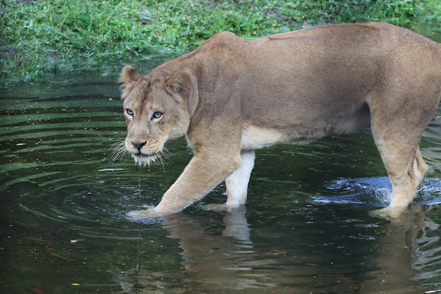 female-african-lion-closeup_488145-471.jpg