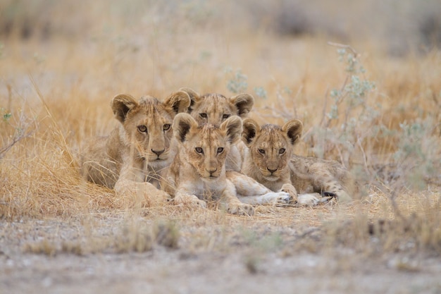 group-cute-baby-lions-lying-among-grass-middle-field_181624-31670.jpg