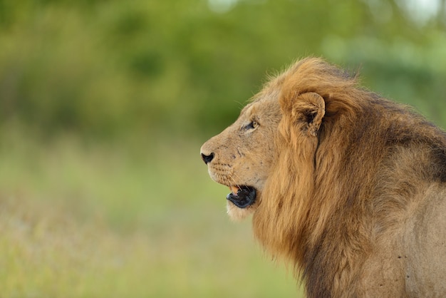 magnificent-lion-middle-field-covered-with-green-grass_181624-5679.jpg