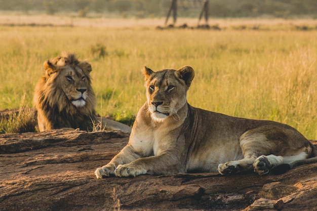 male-female-lions-laying-sand-resting_181624-2237.jpg