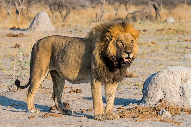 male-lion-dawn-watching_181624-32414.jpg