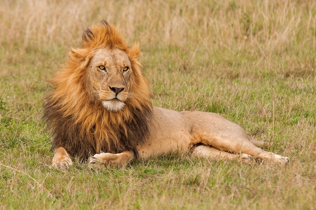 shallow-focus-shot-male-lion-resting-grass-field_181624-15831.jpg