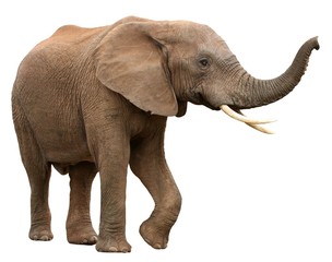 صورة فيل