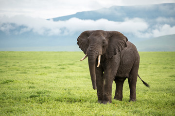 صورة فيل