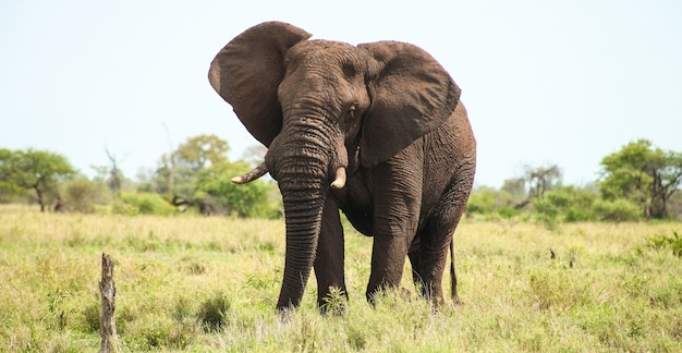 huge-african-elephant-safari-south-africa_181624-49787.jpg