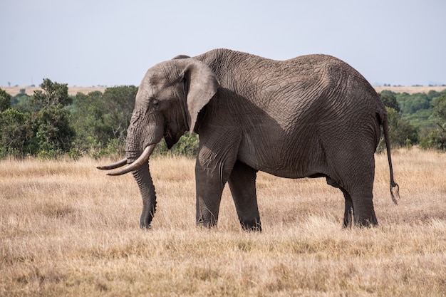magnificent-elephant-field-middle-jungle-ol-pejeta-kenya_181624-27599.jpg