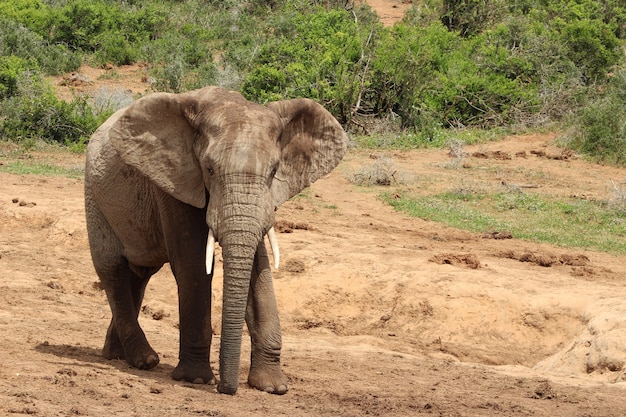 magnificent-muddy-elephant-walking-around-near-bushes-plants-jungle_181624-9576.jpg