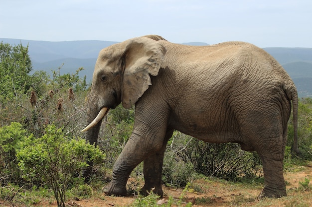 magnificent-muddy-elephant-walking-around-near-bushes-plants-jungle_181624-14291.jpg