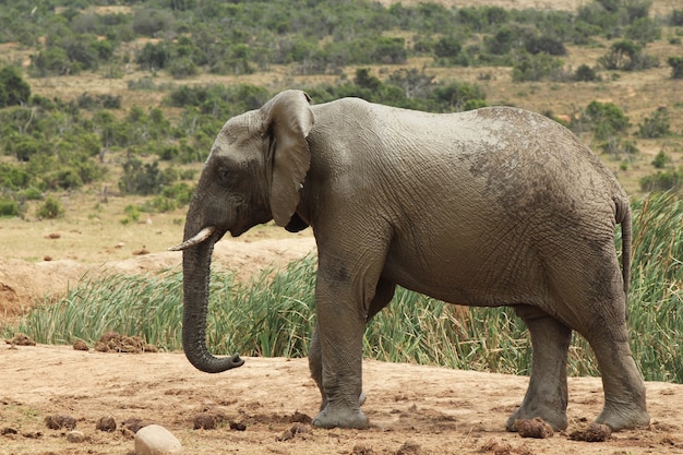 magnificent-muddy-elephant-walking-around-near-bushes-plants-jungle_181624-16402.jpg