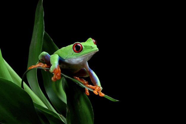 redeyed-tree-frog-closeup-green-leaves-redeyed-tree-frog-agalychnis-callidryas-closeup-branch_488145-1743.jpg