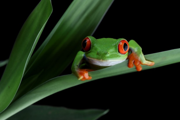 redeyed-tree-frog-sitting-green-leaves_488145-270.jpg
