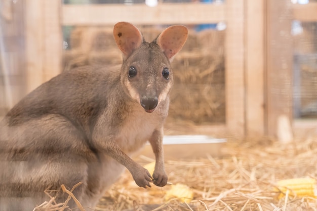 wallaby-mini-kangaroo_1339-7441.jpg