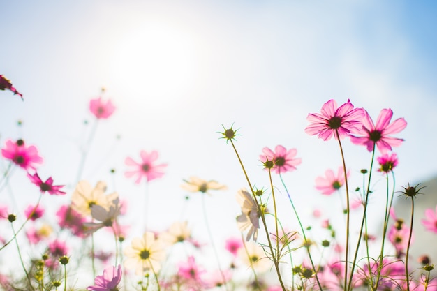 abatract-sweet-color-cosmos-flowers-bokeh-texture-soft-blur-background-with-pastel-vintage-retro-style_1423-275.jpg