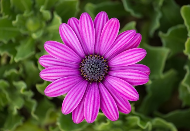 purple-osteospermum-daisy-flower_1373-16.jpg