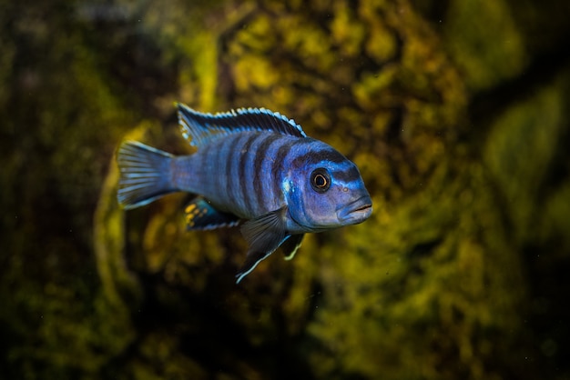 selective-shot-aquarium-blue-with-black-patterns-cichlidae-fish_181624-35712.jpg