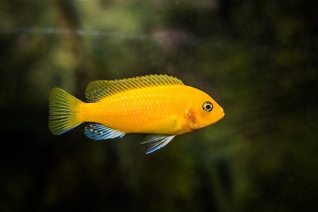 selective-shot-aquarium-yellow-cichlidae-fish_181624-35618.jpg